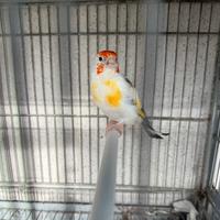 Cardellino