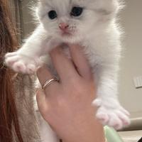 Munchkin gatto zampe corte