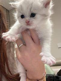 Munchkin gatto zampe corte