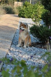 Akita inu Allevamento