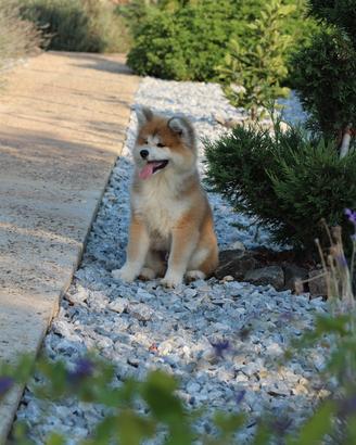 Akita inu Allevamento