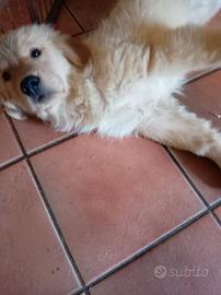 Cuccioli golden retriever anglo americani
