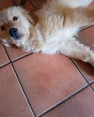 Cuccioli golden retriever anglo americani