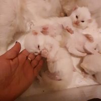 Gattini cuccioli Ragdoll