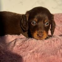 Bassotto a pelo lungo