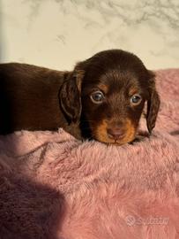 Bassotto a pelo lungo