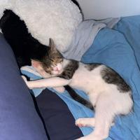 Loky gattino 4 mesi
