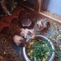 Porcellini d'india (cavia peruviana)