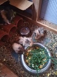 Porcellini d'india (cavia peruviana)