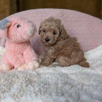 Cucciola meravigliosa