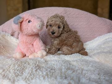 Cucciola meravigliosa