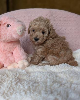 Cucciola meravigliosa