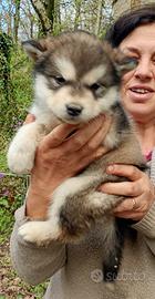 Cuccioli alaskan malamute