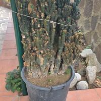 cactus  cereus