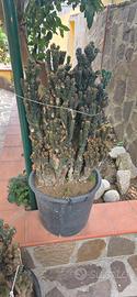 cactus  cereus
