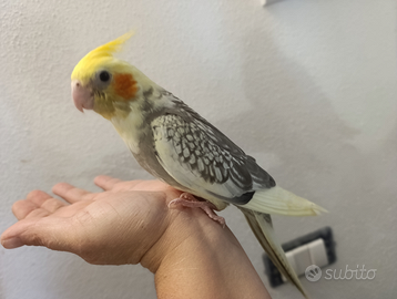 Calopsite svezzato a mano