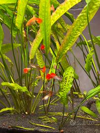 Pesci tropicali guppy