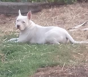 Cuccioli di Pitbull
