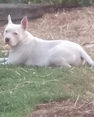 Cuccioli di Pitbull