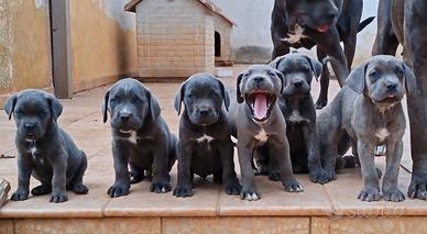 Cuccioli di Cane Corso