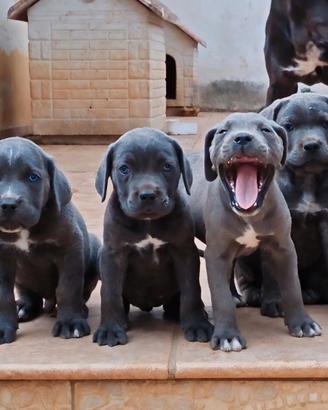 Cuccioli di Cane Corso