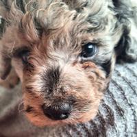 Barboncino Blue merle nano