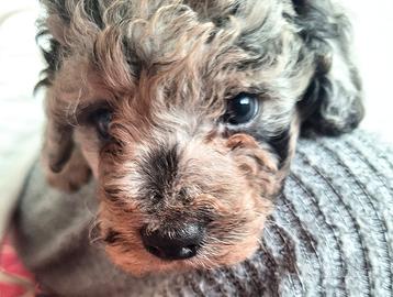 Barboncino Blue merle nano