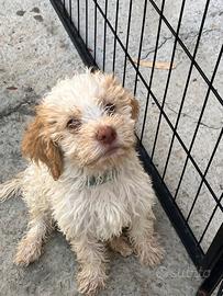 Cuccioli Lagotto romagnolo con pedigree