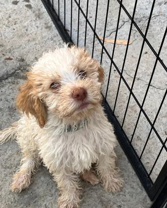 Cuccioli Lagotto romagnolo con pedigree