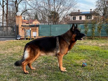 Maschio di pastore tedesco per monte