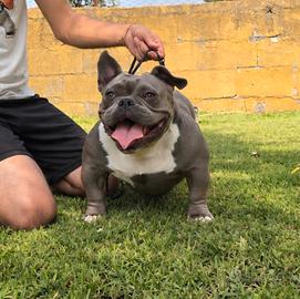 Micro bully femmina