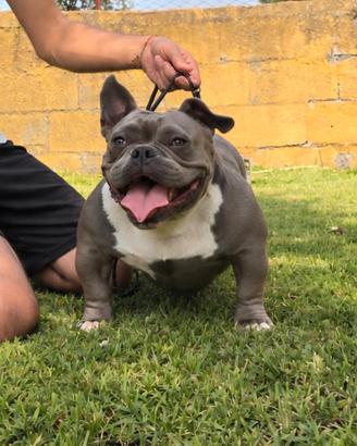 Micro bully femmina