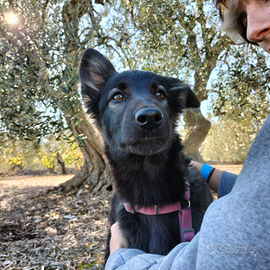 Cuccioli stupendi aspettano una famiglia