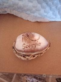 Conchiglia scorpione