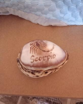 Conchiglia scorpione