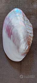 Conchiglia grande in madreperla rosa