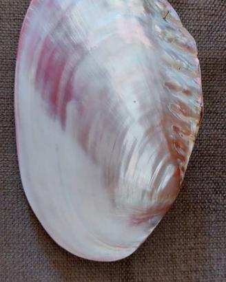 Conchiglia grande in madreperla rosa