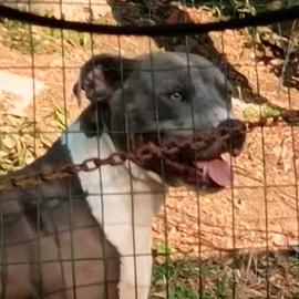 American Pitbull terrier