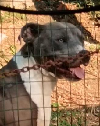 American Pitbull terrier