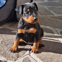 Cuccioli di zwergpinscher con pedigree Enci