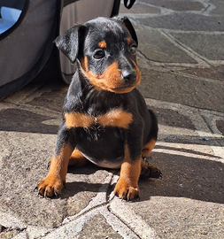 Cucciolo di zwergpinscher con pedigree Enci