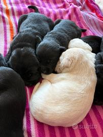 Cuccioli di labrador neri