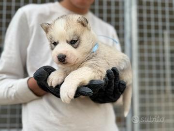 Siberian Husky con pedigree