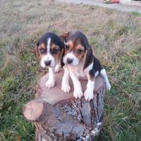 Cuccioli Beagle tricolore