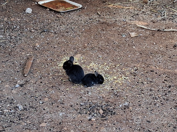 Cuccioli. Di conigli.testa di leone