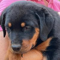 Rottweiler cucciola 2 mesi con pedigree