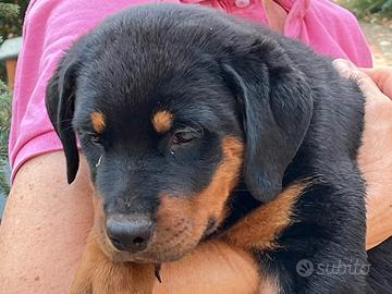 Rottweiler cucciola 2 mesi con pedigree