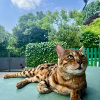 Gatto del bengala maschio per monta