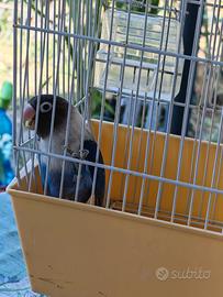 Inseparabile personata