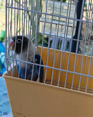 Inseparabile personata